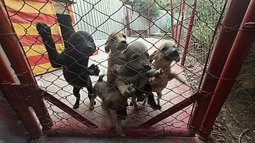 Животные: Щенки из вольера - Помёт активных разнопёстрых малышей: есть чёрные — 3
