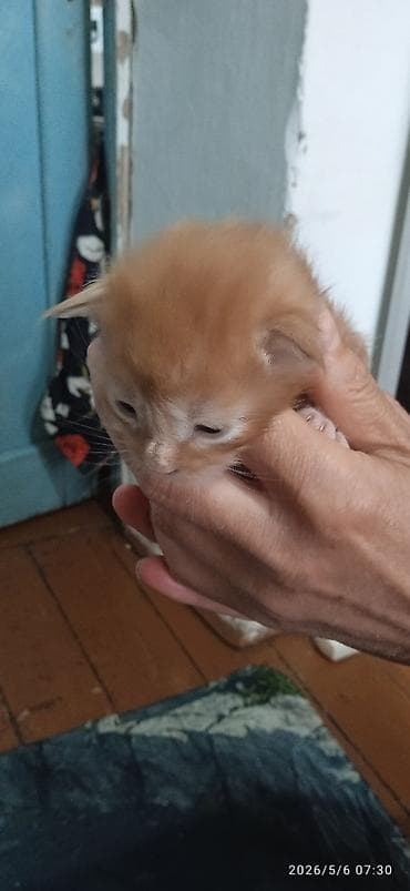 Мейн-Куны🥰. Предлагаются для раннего бронирования 3 сыночка и лапочка — 1