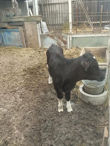 собака такса щенок: Продаю | Музоо, торпок | Полукровка | На откорм | Привязанные — 2