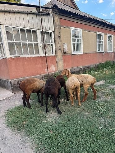 маленькая кошка: Продаю | Баран (самец) | Для разведения — 1