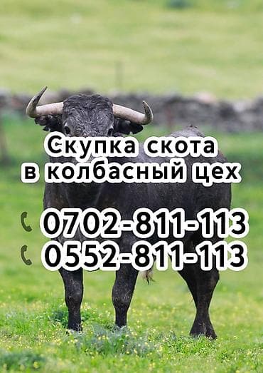 домашняя собака: Колбасный цех, Частное лицо : Лошади, кони, Другие с/х животные, Коровы, быки, | Любое состояние, Забитый, На откорм — 2