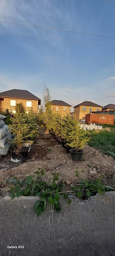 купить саженцы инжира: Саженцы деревьев: Ели, Платная доставка — 7