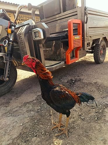 черная овчарка купить: Продаю | Куры | Бойцовая — 6