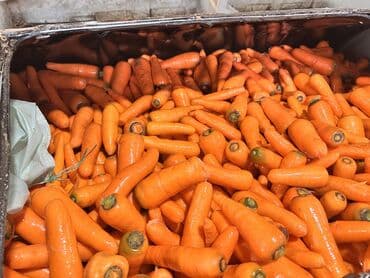 оптовые цены на продукты питания в бишкеке: Морковь — 3