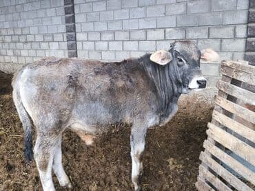 сазан живой: Продаю | Бык (самец), Тёлка | Швицкая, Бельгийская, Монбельярд | На откорм, Для разведения, Для молока | Племенные, Искусственник — 5