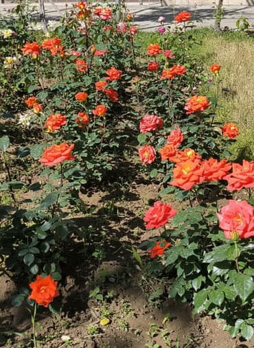 дома совхоз фрунзе: Дом, 1441 м², 8 комнат, Собственник — 1