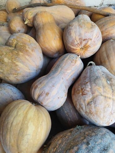 кофе 3 в 1: Тыквы баттернат, известные своей грушевидной или удлиненной формой и — 1