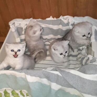 сколько стоят вислоухие кошки: Скотиш Страйт (Шотландская прямоухая), 1 месяц, Мальчик, Серебристая шиншилла, Приучена к лотку — 3