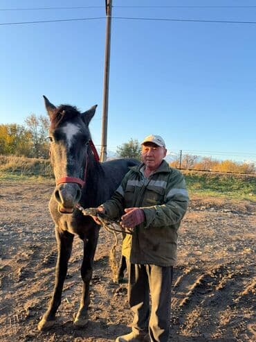 Продаю | Жеребенок | Рабочий