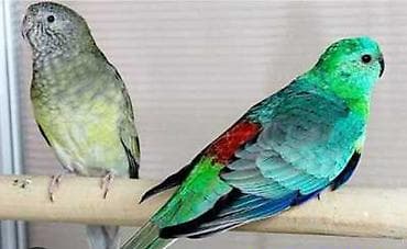 Собаки: Попугаи для дома и вольера — несколько видов и окрасов. - Кореллы — 4