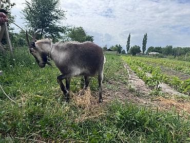 козье: Продаю | Коза (самка) — 3