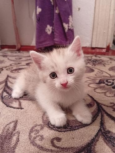 scottish fold: Котята, домашнее потомство. - Порода: беспородные (домашние). - — 3