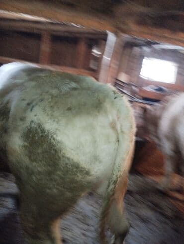 лимузин бычок: Продаю | Бык (самец) | Бельгийская | На забой, Для разведения — 1