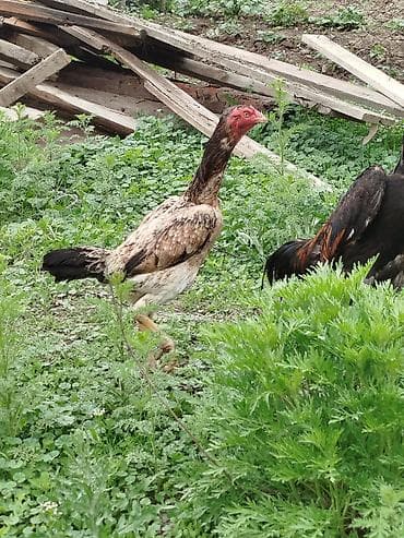 алмаша: Сатам | Тооктор — 1