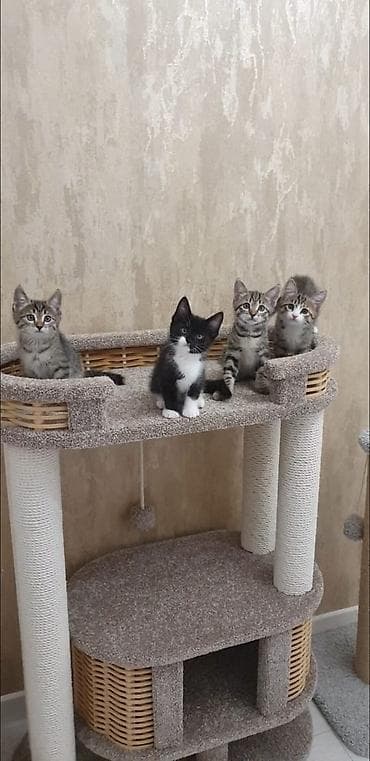 котята дворняжки: Котята ищут любящую семью. Возраст- почти 2 месяца. К туалету — 1