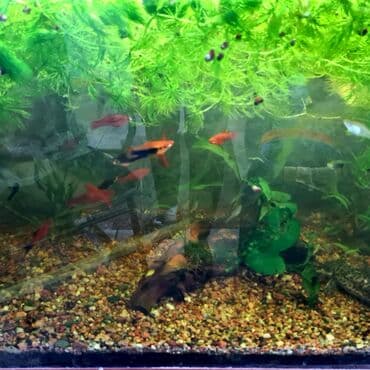 растения аквариумные: Аквариум 200л со всеми опциями и тумбой. Разные масти меченосцев — 4