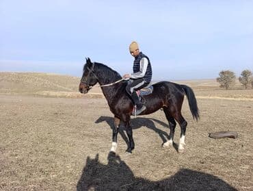 хочу купить щенка немецкой овчарки: Продаю | Конь (самец) | Рабочий — 3