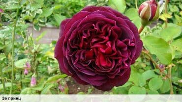 купить семена цветов в бишкеке: Саженцы цветка: Розы, Самовывоз, Бесплатная доставка — 7