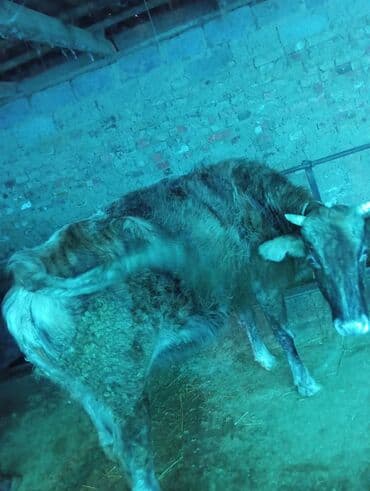 продаю музоо торпок корова самка бык самец айрширская ангус алатауская на забой для разведения на откорм племенные нетель привязанные: Продаю | Корова (самка) | Для разведения | Привязанные — 1