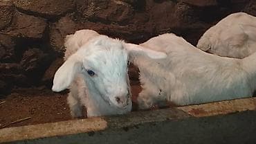 коозу кой: Продаю | Козлёнок | Для разведения — 7