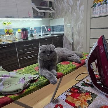 собака корги купить: Скотиш Фолд (Шотландская вислоухая), 9 месяцев, Мальчик, Голубой, Приучена к лотку — 3
