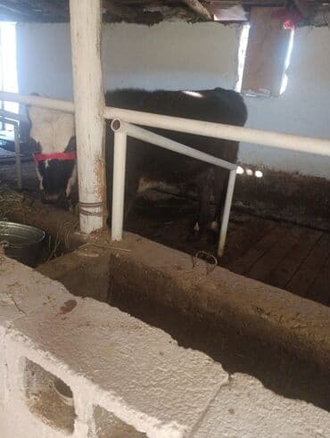 трекер для животных: Продаю | Тёлка | На откорм | Привязанные — 5