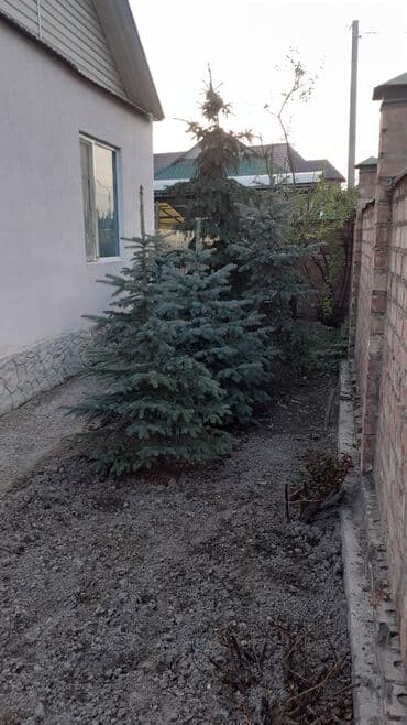 фикус али: Көчөттөр дарактардын: Карагайлар, Өзү алып кетүү — 3