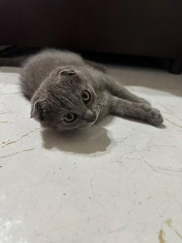 цена шотландской кошки: Шотландский вислоухий котёнок (Scottish Fold), окрас сплошной серый — 2