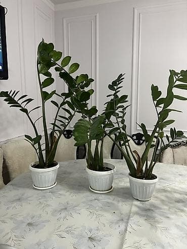 метровые розы: Комнатные растения в горшках - Замиокулькас (Zamioculcas zamiifolia — 2