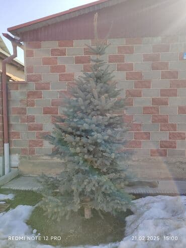 цветы искусственные бишкек: Голубой ель — 1