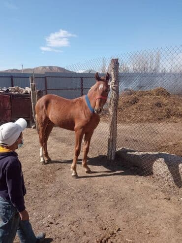 продажа щенков немецкой овчарки с документами в бишкеке: Башка жаныбарлар — 2