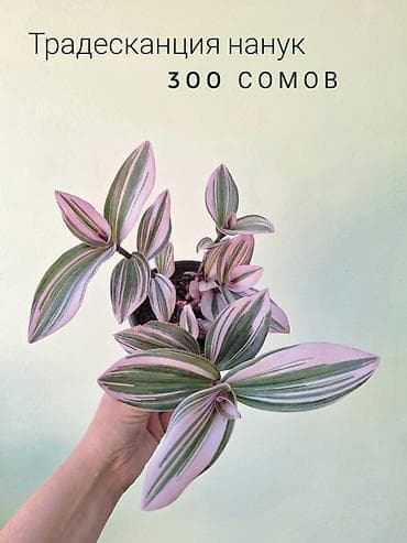 отдам даром комнатные цветы: 🌿 Комнатные растения/цветы (детки/молодые растения). 🪴 Названия и цены — 2