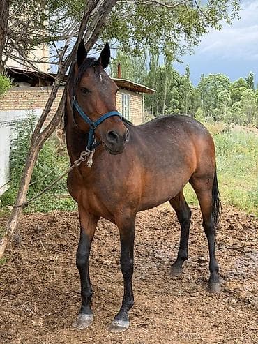 продать животных: Продаю | Жеребец — 2