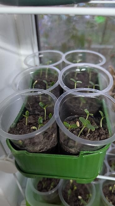 aloe vera: Семена Медовой китайской дыни (ароматная круглая дыня диаметром до 12 — 3