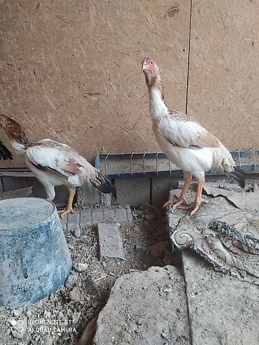 балык кумара: Дакан, кореец мекиш жожолор сатылат Бишкек ак ордо 2 шт 4000 с тукумга — 3