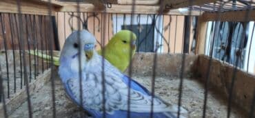 клетка для волнистого попугая: Молодежь волнистых папугаев оптом и в розницу)насчёт доставки — 14