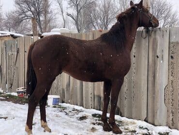 Продаю | Жеребец | Рабочий, Конный спорт — 5