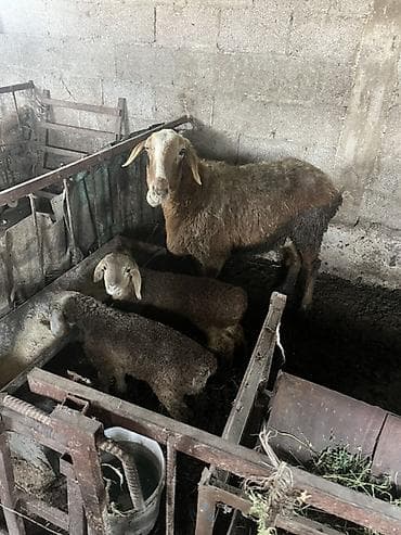 кошка бенгальская: Продаю | Овца (самка) | Для разведения | Матка — 1