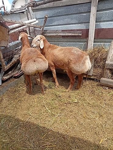 Сатам | Ургаачы кой (ургаачы) | Көбөйтүү үчүн | Ургаачы — 3