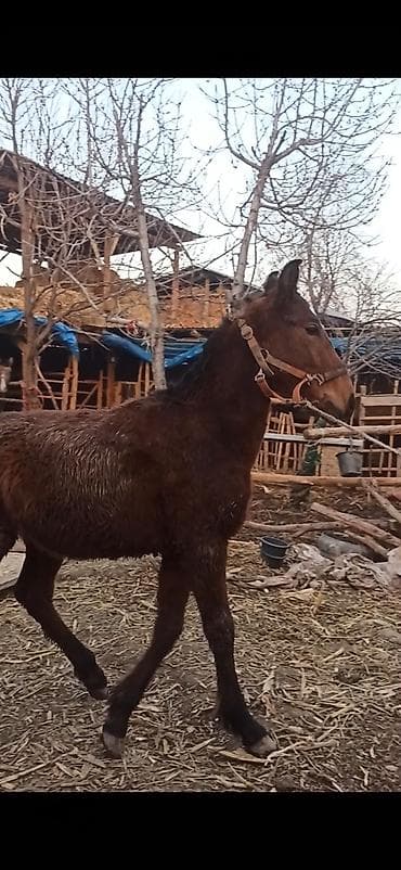 Аквариумы: Продаю | Жеребенок | Рабочий — 7