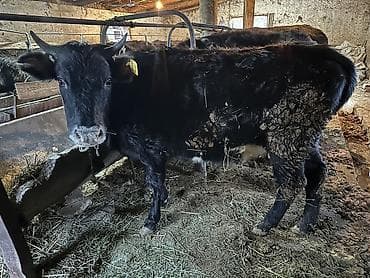 Собаки: Продаю | Тёлка — 1