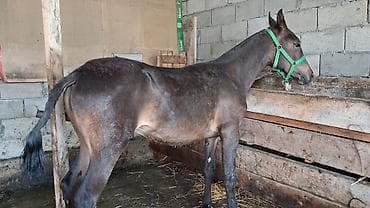 дом кошка: Продаю | Конь (самец), Жеребенок | Для разведения, Конный спорт — 1