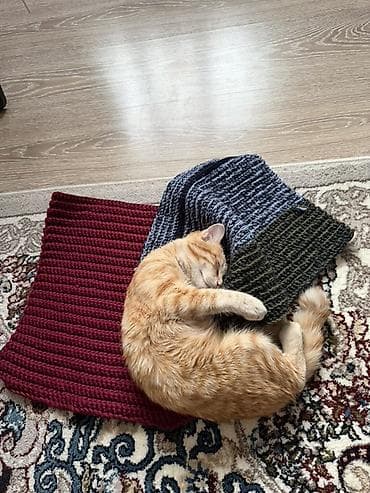 Үй жаныбарлары: Мышык бекер берилет: Породасыз, 9 айлык, Эркек — 2