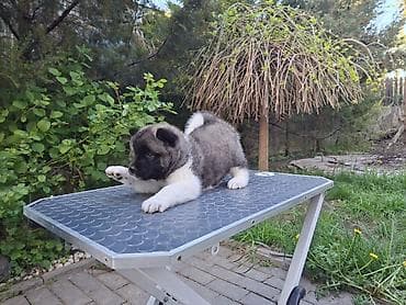 продам собаку объявление sobaka: 3 месяца, Самка, С родословной — 10