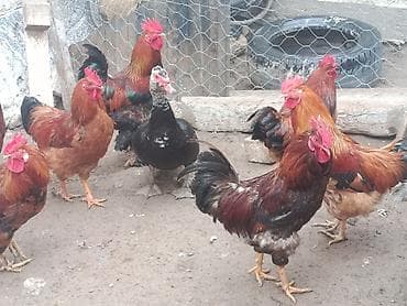 кукуруза с пачаткой: Продаю | Петух | Для разведения — 8