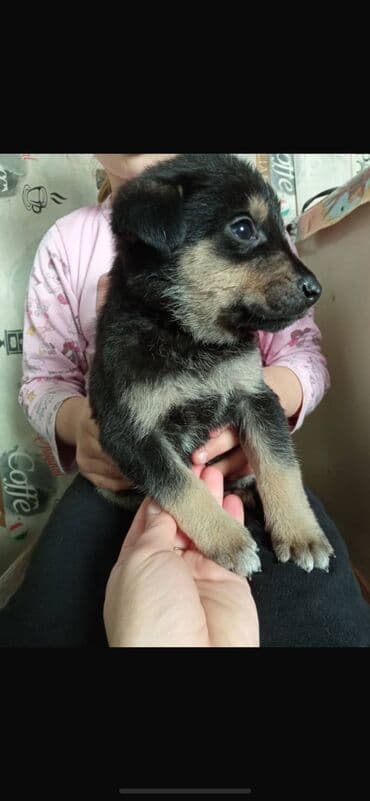 ахотничий собака: Отдам даром. В добрые руки, Щенки двортерьеры)) дворняжки, будут — 1