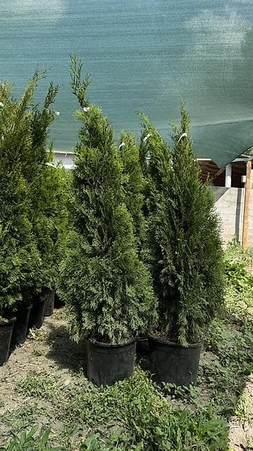 теплицы петуньи: Размеры:170/180 см 6700 сом :150/160 см 10200сом — 5