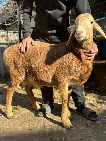 форель живая: Продаю | Овца (самка) | Для разведения — 4