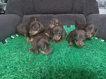 русская спаниель: Щенки таксы, гладкошерстная мини. Окрас: шоколад с подпалом. На фото — 3