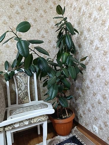 растение бамбук: Фикус эластика (каучуконосный), крупномер в напольном горшке. - — 1